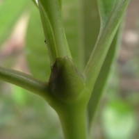 Psychotria nigra var. nigra